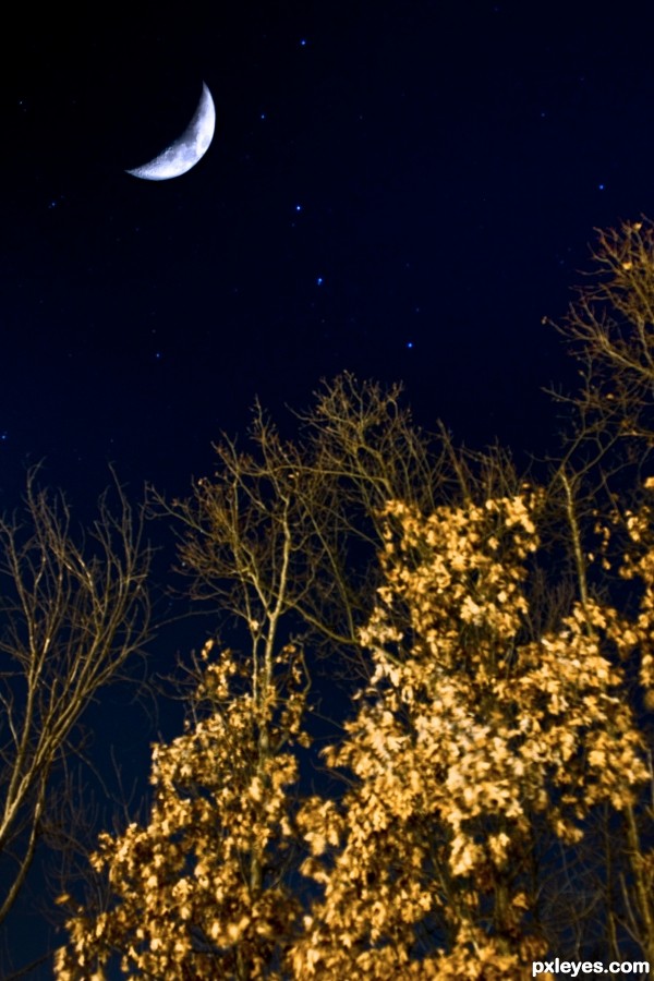 Moon and Trees